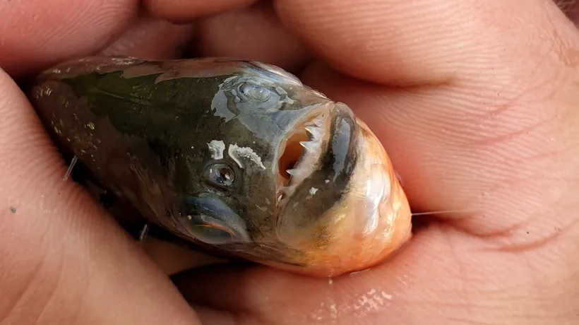 Pește Piranha descoperit în Crișul Repede: „Sper să fi fost un accident, specia asta este un pericol pentru ecosistemul indigen”