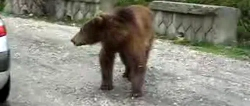 Un urs aflat în zona turistică Peștera - Padina, capturat de lucrătorii Parcului Natural Bucegi