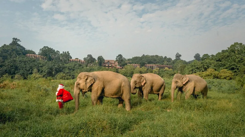 Moș Crăciun a renunțat la reni! În Thailanda, sania cu jucării este trasă de elefanți! Galerie FOTO și VIDEO