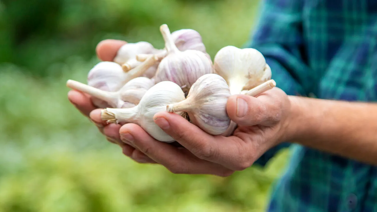Ce se întâmplă în corpul tău când mănânci usturoi în fiecare zi
