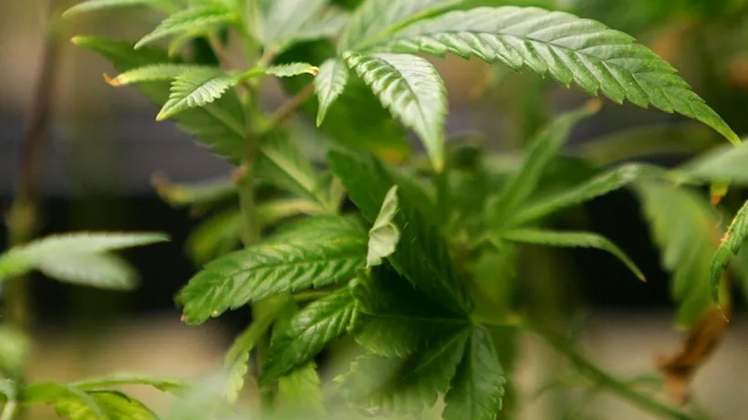 La mai puțin de un an de la legalizarea sa, marijuana devine un produs industrial într-un stat american