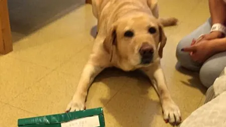 Pare un câine obișnuit, însă un antrenament special l-a făcut erou. Cum reacționează când simte pericolul iminent