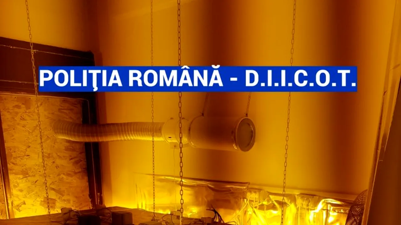 Mai multe culturi de cannabis, descoperite în urma unor perchezitii efectuate în Bucureşti - VIDEO