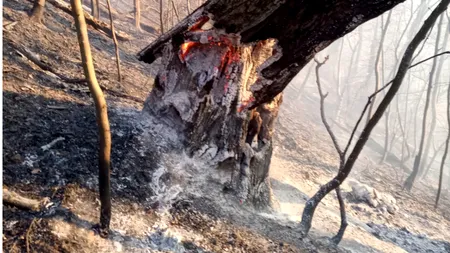 INCENDIU de proporții în Brezoi, Vâlcea. 8 hectare de pădure, cuprinse de flăcări. Pompierii intervin de urgență