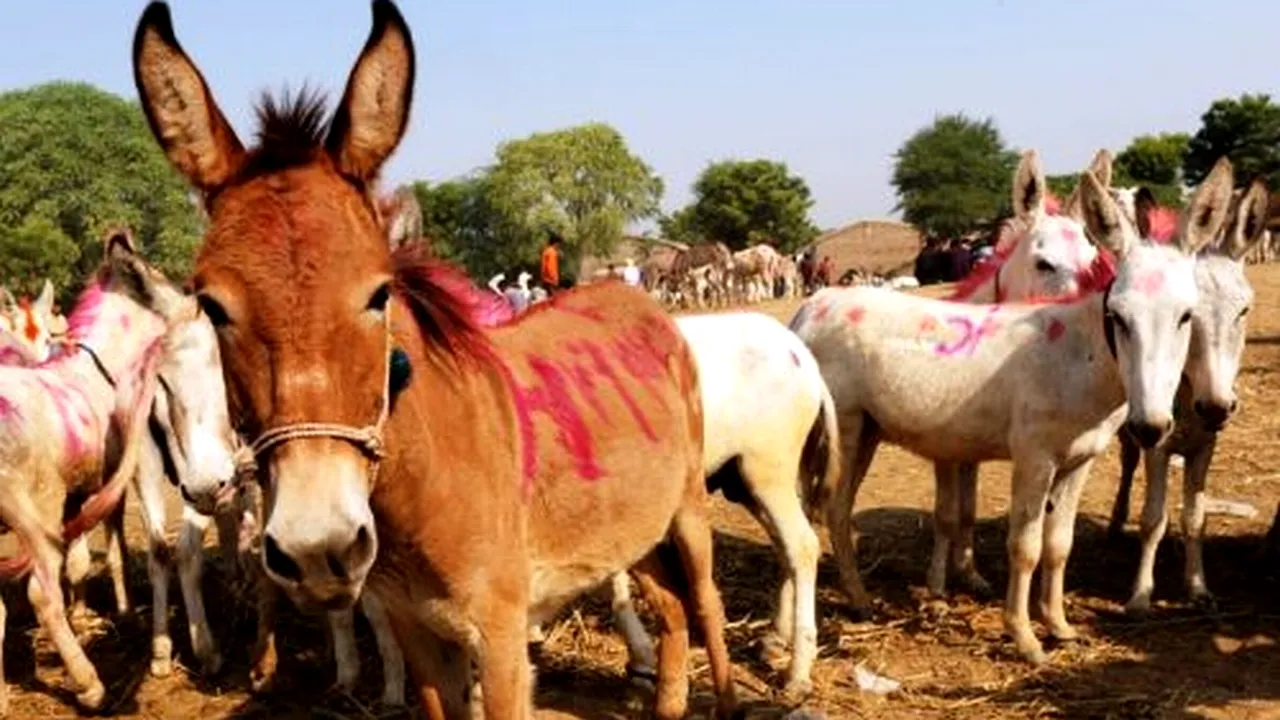 Cinci animale care au candidat cu succes la alegeri
