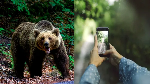 Turistă spaniolă atacată de urs în apropierea hotelului Posada, Argeș. O fotografie o putea costa viața
