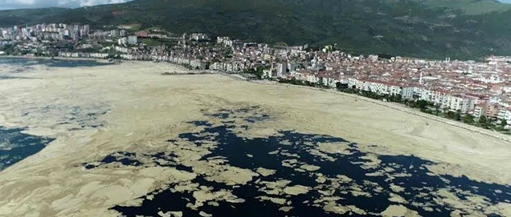 „Mucii de mare” din Marea Marmara au ajuns în nordul Greciei. Este cel mai mare fenomen din istorie