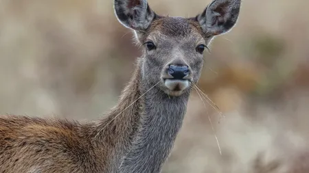 O CĂPRIOARĂ a fost surprinsă în timp ce se plimba printre blocurile din Sectorul 3 al Capitalei