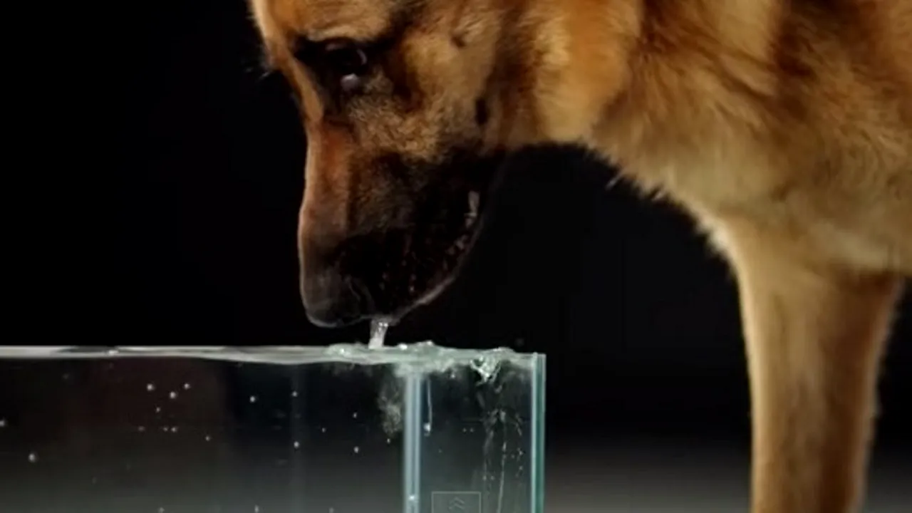 Cum beau, de fapt, câinii apă