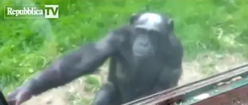 VIDEO. Cum îl învață un cimpanzeu dintr-o grădină zoologică pe un vizitator să deschidă un geam