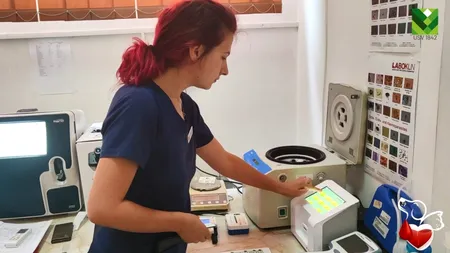 Prima bancă de sânge pentru animale din zona Moldovei funcționează la Iași. Câinii pot fi donatori și pot salva chiar și viața pisicilor