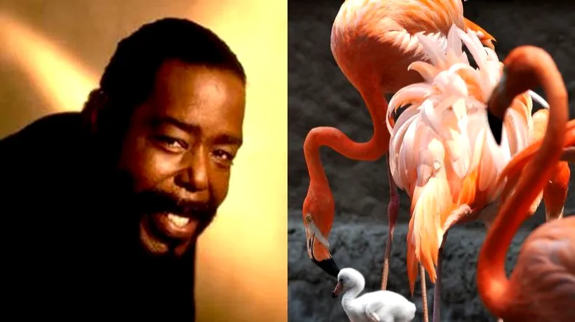 Legătura dintre muzica lui Barry White și împerecherea păsărilor flamingo