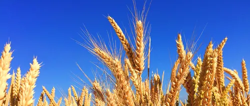 Vești bune cu privire la exporturile de grâu / Strategie Grains: „UE funcționează ca grânarul lumii în acest sezon