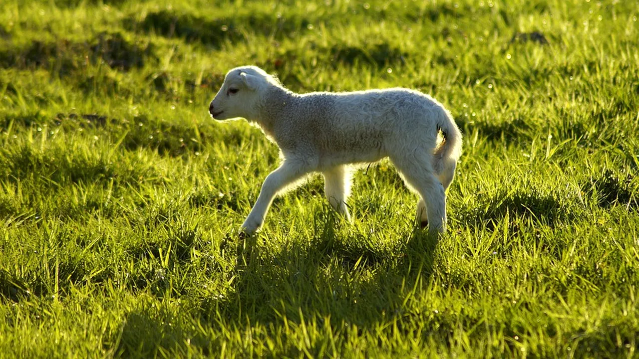 Gest îngrozitor făcut de un lucrător la un abator: S-a pozat cu un miel, apoi doar cu urechile lui puse pe cap - FOTO 
