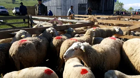 Ce s-a abatorizat cel mai mult în noiembrie 2019. Sunt vizate ovinele și caprinele