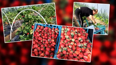 Primele căpșuni românești ajung pe tarabe înainte de Paște. Care va fi prețul trufandalelor
