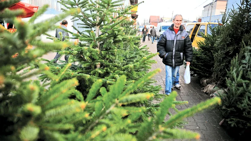 Peste 8.400 de pomi de Crăciun, confiscați de polițiști în ultimele trei săptămâni