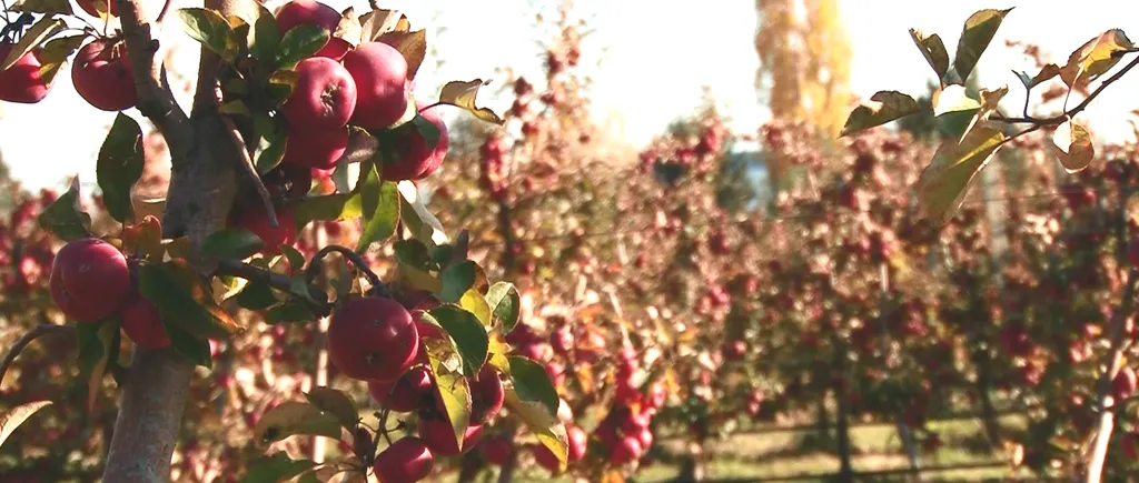 FINANȚĂRI EUROPENE pentru plantarea pomilor fructiferi. Unii români au primit peste 300 de milioane de euro în ultimii ani