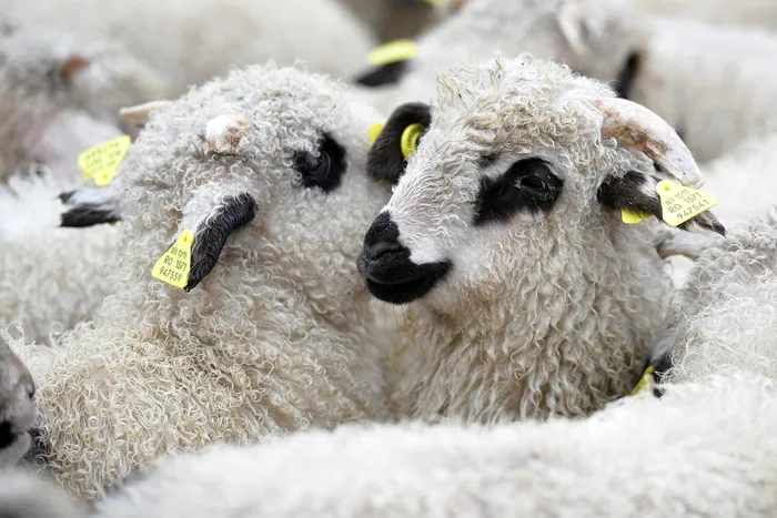 Când se sacrifică mieii de Paște. Ce preferințe există pe piața internă și ce animale pleacă la export