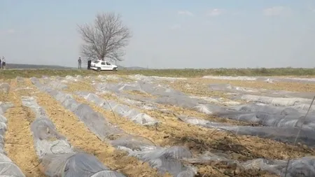 Un consilier local de la ALDE spune că rivalii din politică, apropiați de fostul primar PSD, i-au distrus culturile de varză și i-au „spoit mașina cu rahat