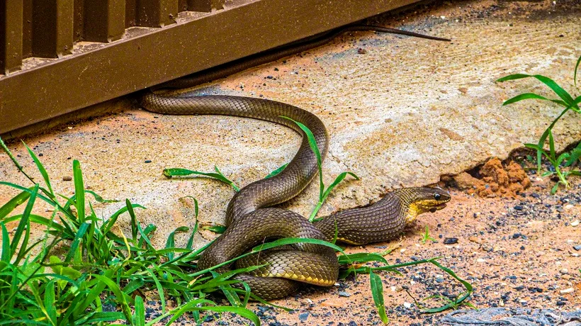 Brazilia: Veninul unui șarpe uriaș ar putea opri răspândirea Covid-19