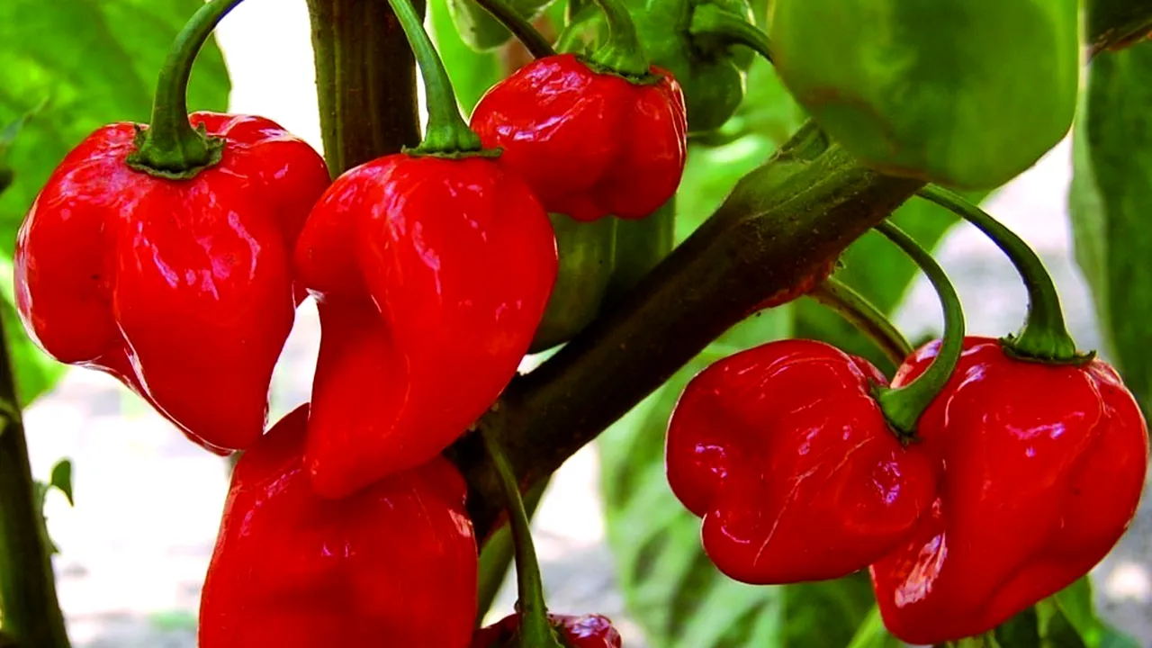 Cel mai iute ardei din lume, la Iași. Prețul pentru un kilogram te va lăsa fără replică