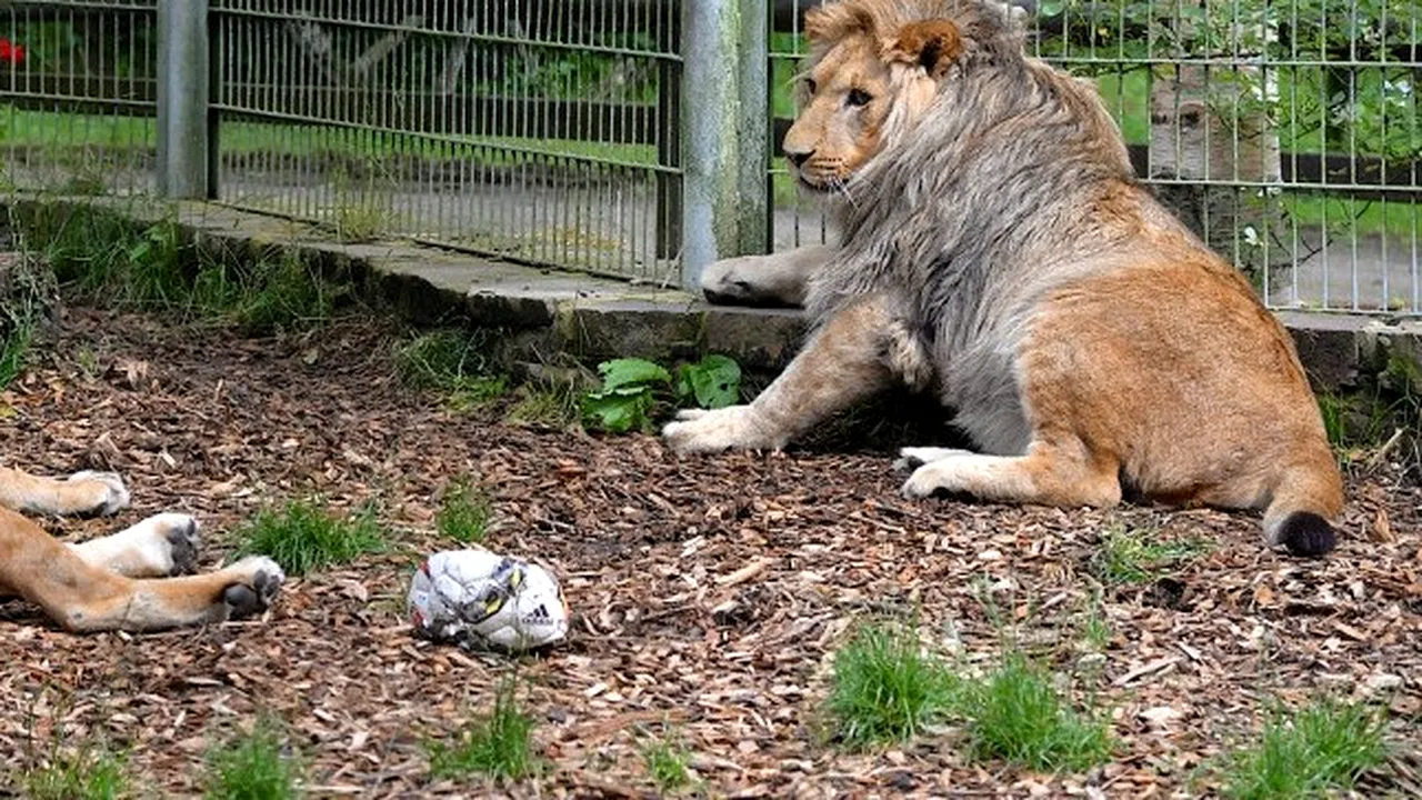 Zeci de animale au pierit în urma unui incendiu la o grădină zoologică din Germania