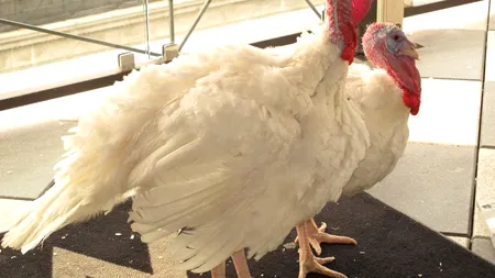 Doi curcani din SUA au fost 