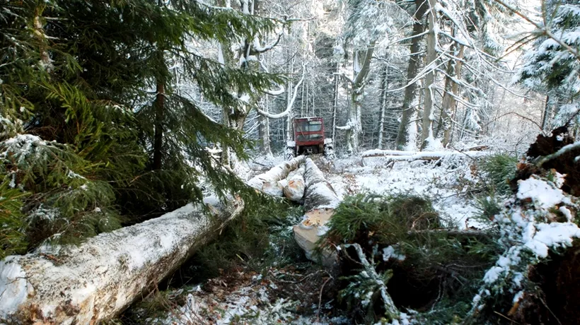 Românii au acționat împotriva hoților de lemne. Care sunt primele rezultate ale Radarului Pădurilor și cum poți salva BRADUL DE CRĂCIUN cu un simplu telefon