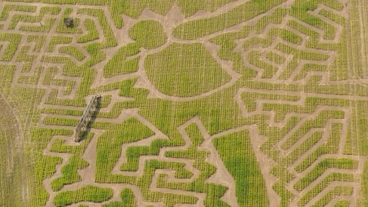 Labirint construit în cinstea campionului olimpic Usain Bolt 