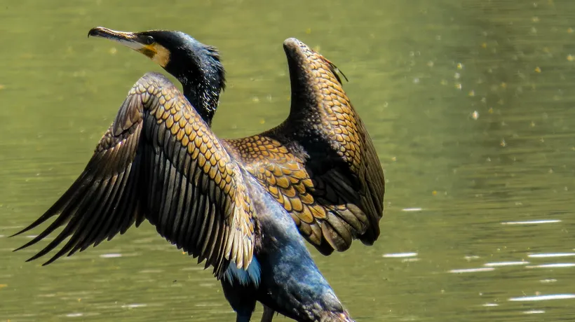 Senatul a adoptat legea care permite vânătoarea de cormorani. În ce perioadă pot fi vânate păsările