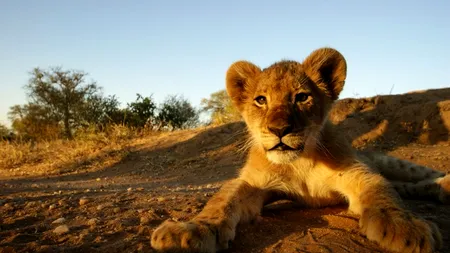 Jumătate din plante și o treime din animale, afectate de schimbările climatice până în 2080