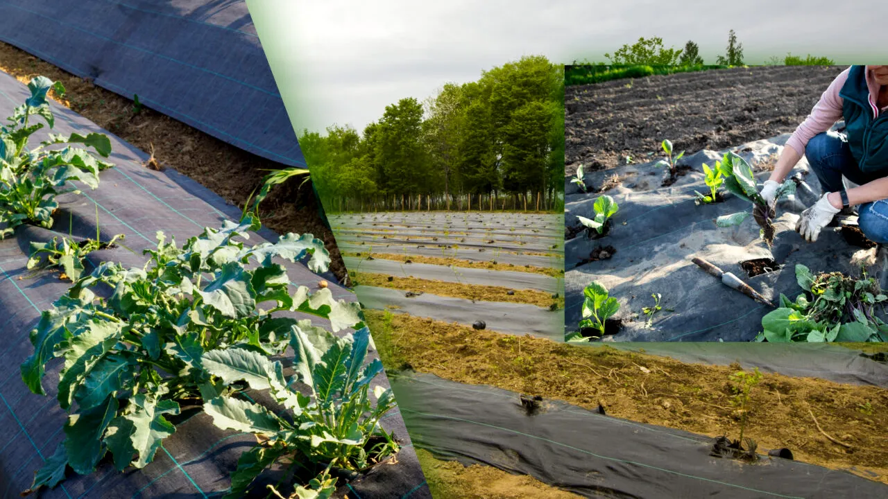 Folii pentru mulcire: cum se aleg, la ce folosesc și când se utilizează