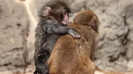 Punch, celebrul pui de macac, și-a făcut „iubită”. Imaginile care au emoționat internetul