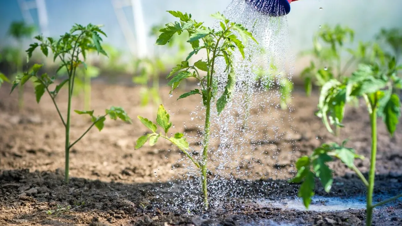 Cu ce stropești răsadurile de ROȘII pentru a le proteja de dăunători? Soluția BIO din 3 ingrediente care îți menține o recolta de calitate