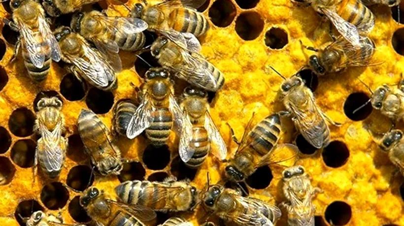 UE interzice utilizarea insecticidului Fipronil, dăunător albinelor