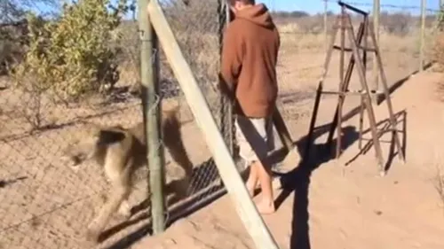Un bărbat eliberează un leu din cușcă. Ce se întâmplă în momentele următoare este uluitor
