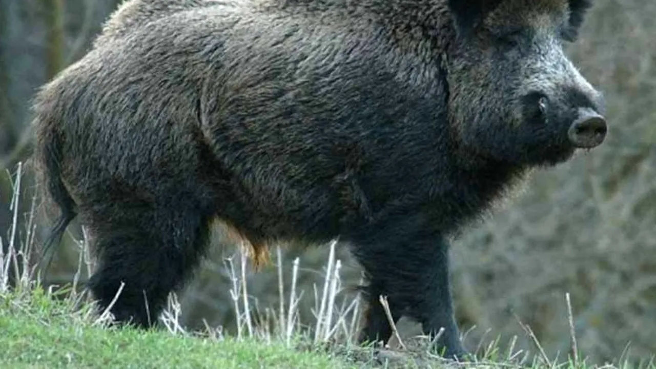Un mistreț radioactiv, împușcat de vânători în Suceava. Cu ce era contaminat animalul
