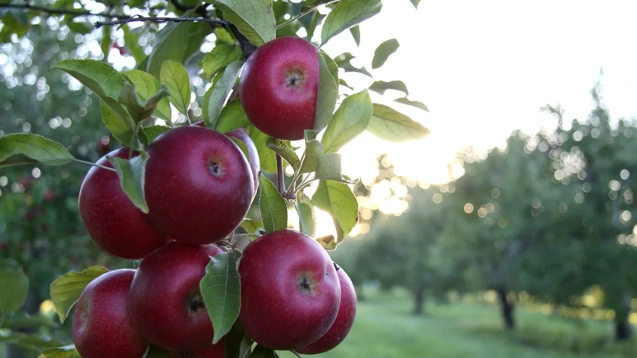 Stai la curte și vrei să știi dacă poți păstra fructele din copacii vecinilor? Iată în ce CONDIȚII ai voie să faci asta