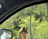 Alt cioban atacat de urs, în Argeș/Ion Sănduloiu: Nu se poate mișca din cauza durerilor. Probabil a fost mușcat și gherănit