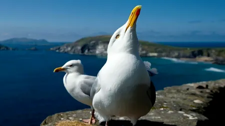 AVERTISMENTUL biologilor către oameni: „Nu hrăniți pescărușii și nu îi lăsați să vă vadă mâncând