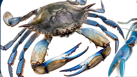 A fost văzut un specimen rar de crab ALBASTRU american în Marea Neagră, foarte căutat pentru carnea foarte gustoasă