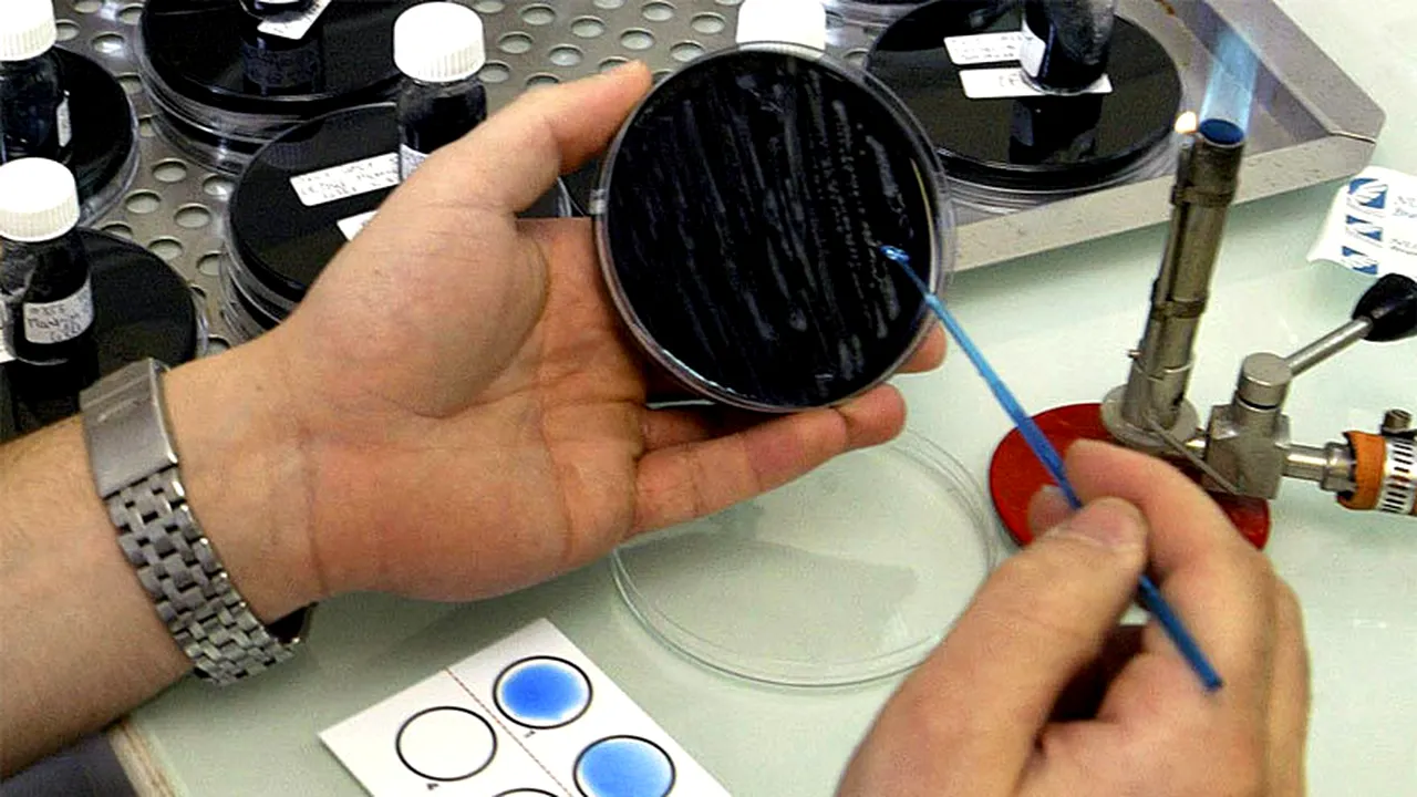 O nouă superbacterie rezistentă la antibiotice se răspândește în întreaga lume. Avertismentul OMS