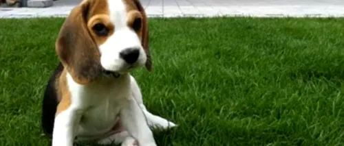 VIDEO. Transformarea unui beagle, de la opt săptămâni la opt luni