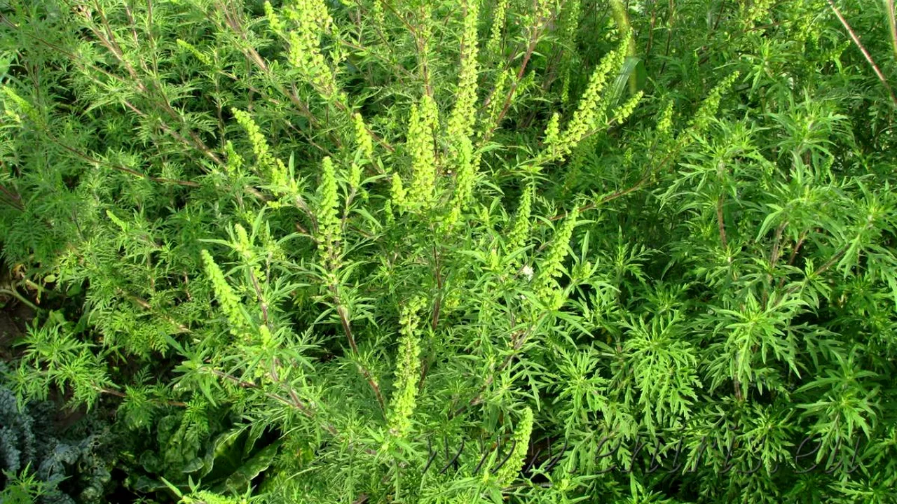 Toți bucureștenii, amendați cu mii de lei de PMB, dacă nu distrug ambrozia. Ce este și cum arată cea mai alergenică buruiană din România. PLUS: Cum să te tratezi