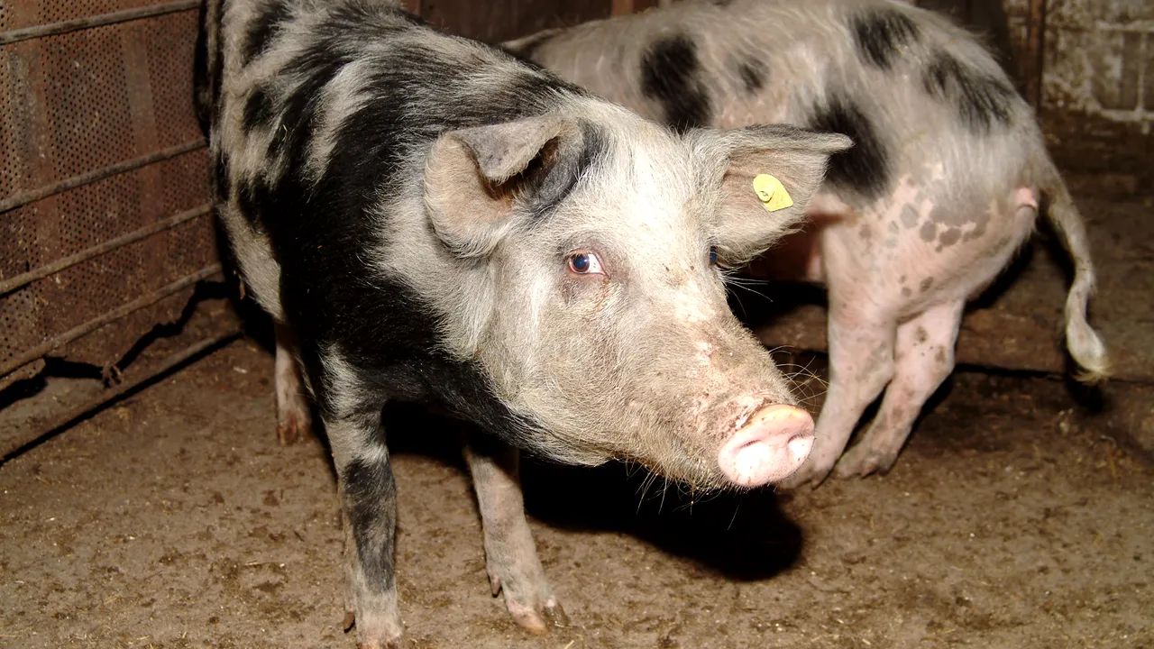 FIUL LUI DRAGNEA, anchetat pentru pesta porcină? PMP vrea să afle de unde a știut să-și vândă porcii DIN TIMP