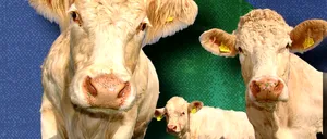 Cazuri nemaiîntâlnite de gripă AVIARĂ descoperite în SUA la vacile de lapte