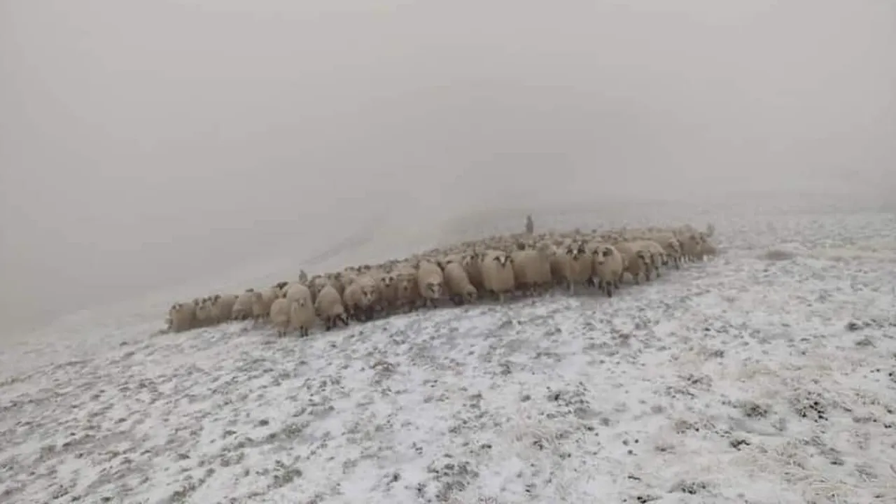 Transhumanța a fost inclusă în patrimoniul UNESCO