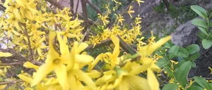 1,8 milioane de români își sărbătoresc ONOMASTICA de Florii