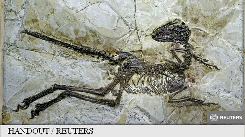 Descoperire uriașă în China: ''Este atât de bine conservată încât putem vedea penele de pe o mare parte a corpului''